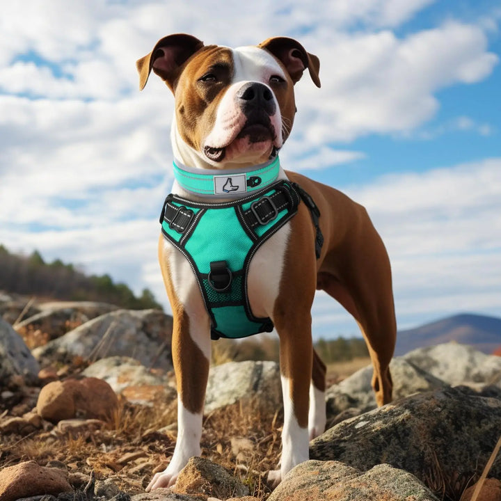 Neoprene Collars comfort and style for your Pet